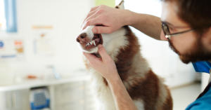 Pets Oral Health